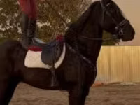 اسب نر, Friesian — عکس 3