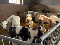 Bovins (lot, sexe non indiqué), Simmental cattle — photo 4