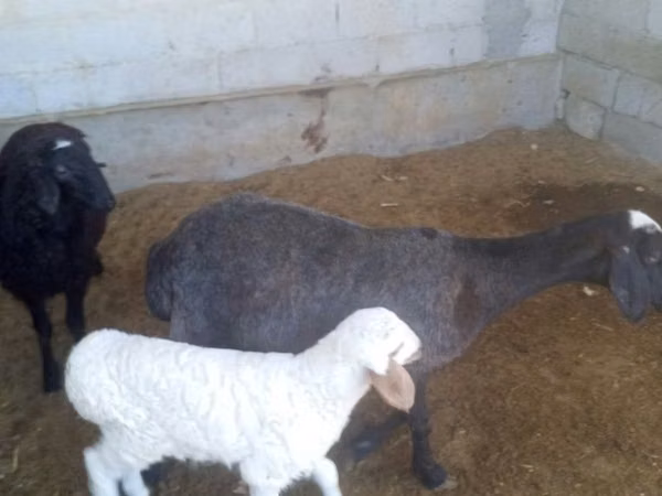 Sheep, Sheep