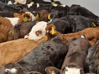 Cattle (batch, sex not specified), Hereford — photo 5