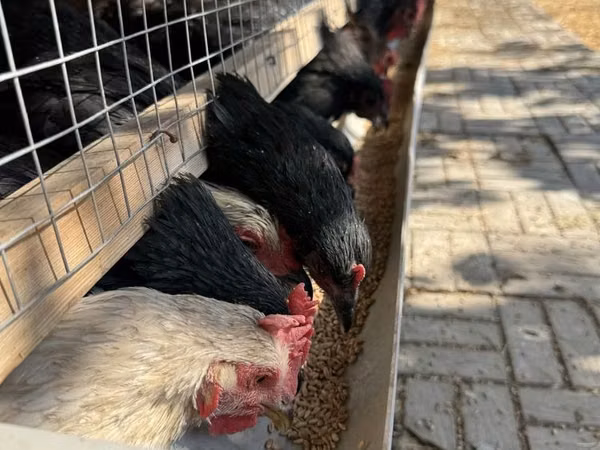 Chickens — Uzbekistan