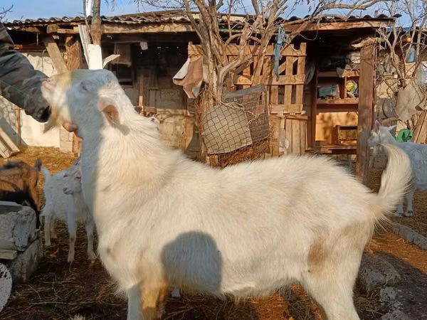 Billy Goat, Saanen goat — Azerbaijan