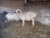Ram, Sheep — photo 2