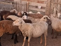 Ram, Sheep — photo 2