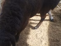 Ram, Sheep — photo 3