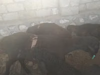Kambing jantan, Sheep — foto 4