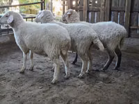 میش, Merino sheep — عکس 6