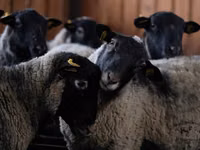 Ovan, Romanov sheep — fotografija 3