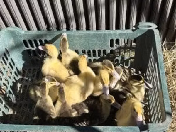 Ducks — হাঙ্গেরি