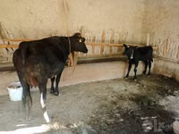 Cow, Cattle — photo 2
