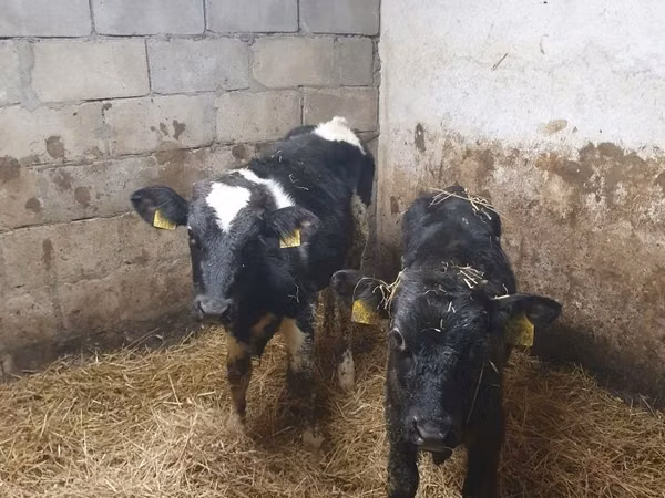 Bou, Bovine