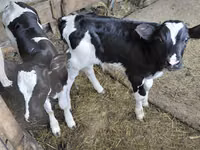 Bull, Russian Black pied cattle — photo 1