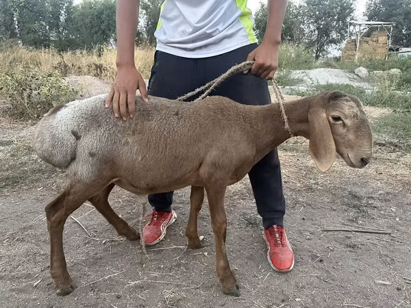 Billy Goat, Goats — Kyrgyzstan