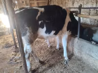 Cow, Holstein breed — photo 2