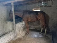 Жребец, Thoroughbred horse — снимка 3