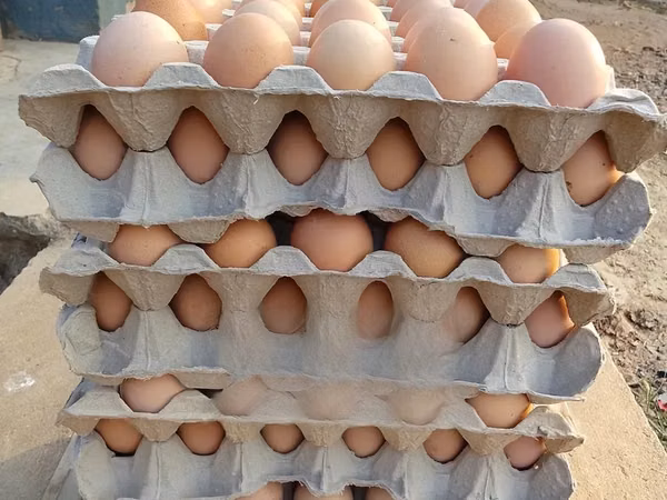 Chickens