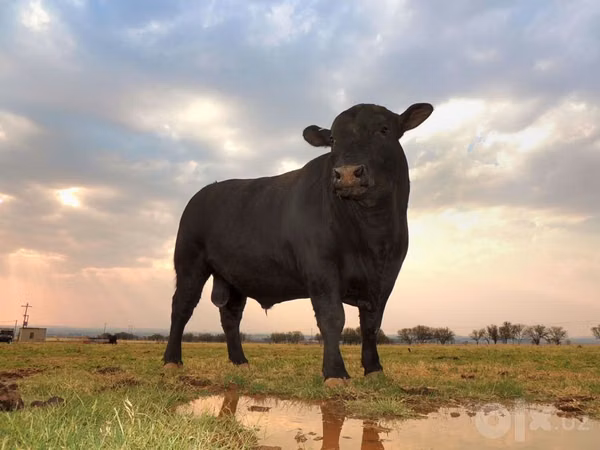 Bull, Aberdeen-Angus — Uzbekistan