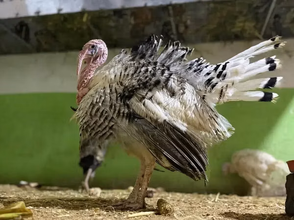 Turkeys