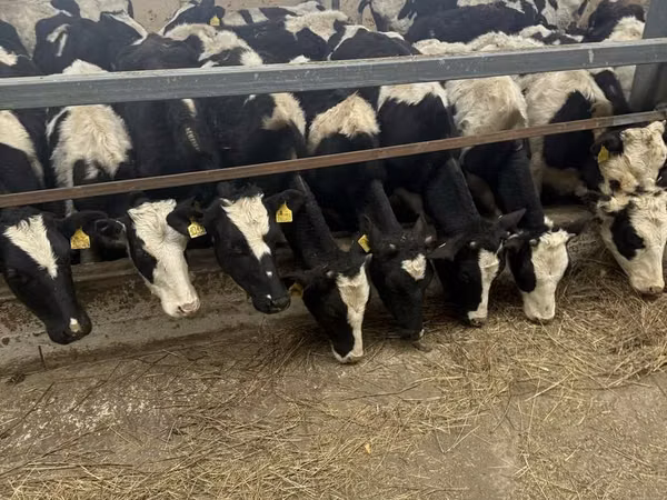 ላም, Holstein breed