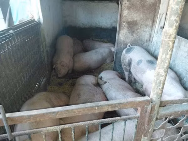 Babi (lot, jantina tidak dinyatakan), Pigs
