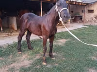 Kuda jantan, Horses — foto 1