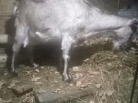Keçi, Nubian Goat — foto 1