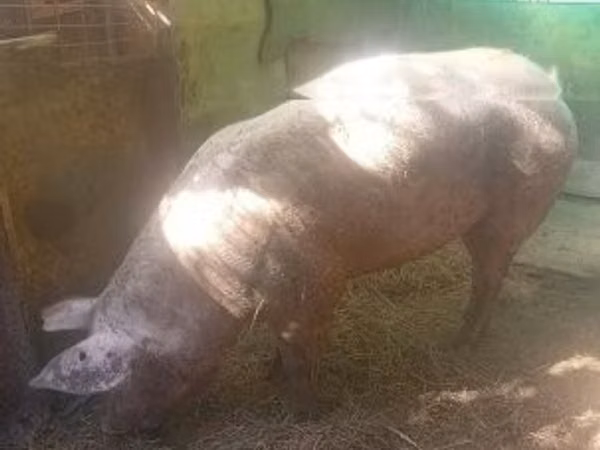 Sow, Pigs