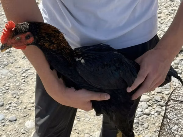 Chickens — Қирғизистон