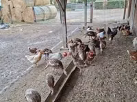 Turkeys — photo 1