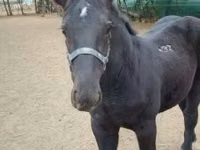 Hingst, Heste — foto 3