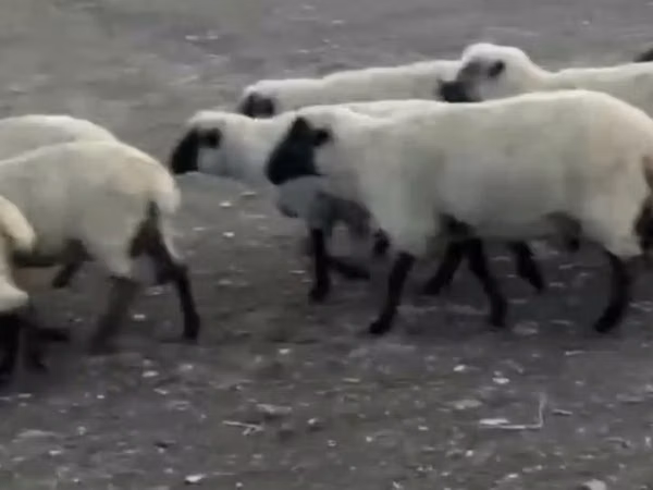 Ovan, Hampshire sheep — Казахстан