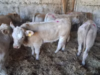 گاو نر, Charolais cattle — عکس 5