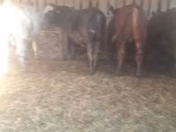 公牛, Cattle
