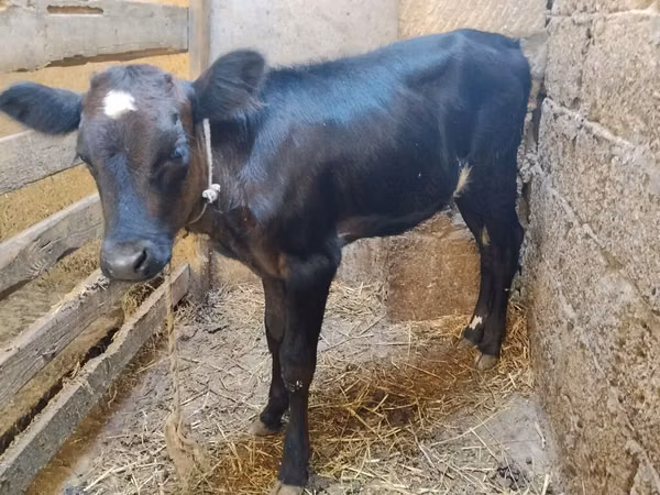 Cow, Aberdeen-Angus — Azerbaijan