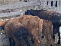 Koç, Hissar sheep — foto 5