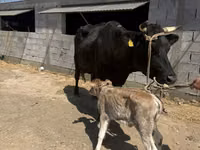 गाय, Swiss cattle — फ़ोटो 1