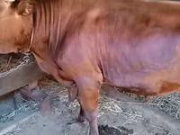 Toro, Bovini — foto 5