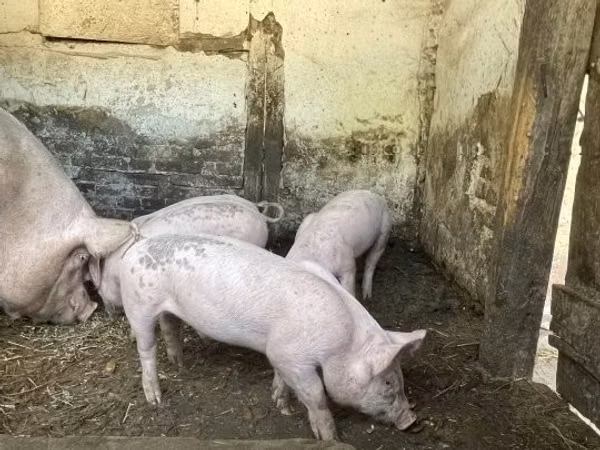 Säue, Schweine