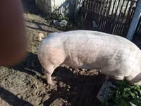 Porcs (lot, sexe non indiqué) — photo 3