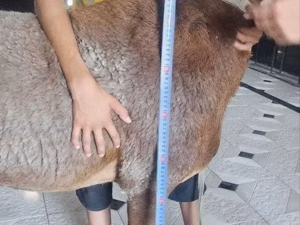 Ram, Arashan sheep — Uzbekistan