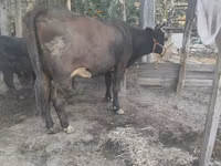 Гов, Swiss cattle — акс 2