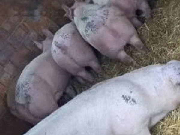 Boar, Pigs — Hungary