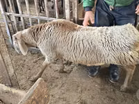 Pecore (lotto, sesso non specificato), Pecore — foto 2