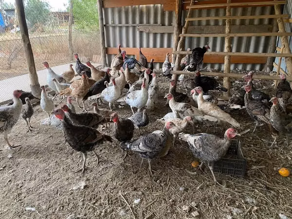 Turkeys — Kyrgyzstan