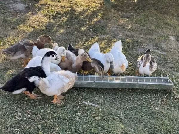 Ducks — Угорщина