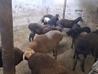Koyun, Hissar sheep — foto 3