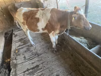 Krava, Simmental cattle — foto 8