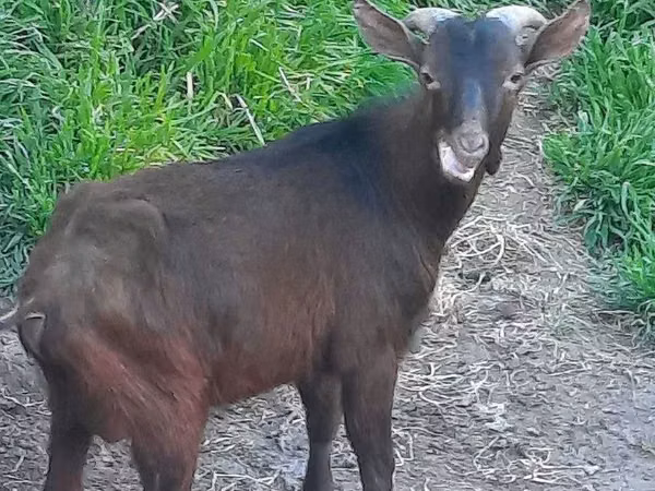 แพะตัวเมีย, Irish goat