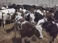 Bou, Russian Black pied cattle — foto 4