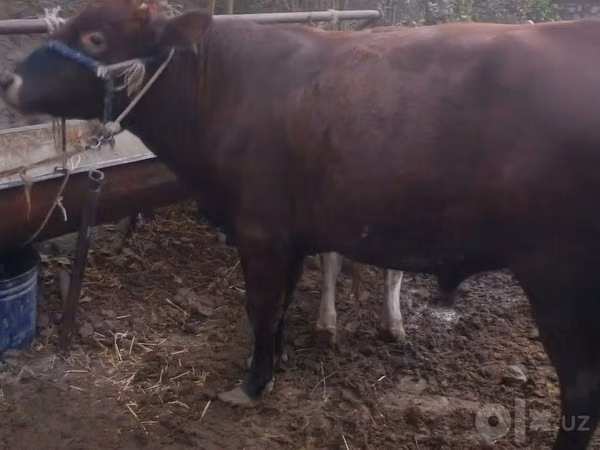 Bull, Cattle — Uzbekistan